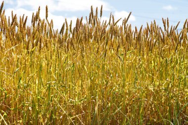Mavi gökyüzünün arka planında buğday kulakları.