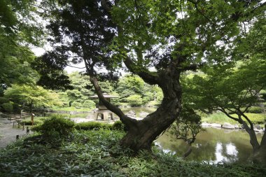 Kyoto, Japonya 'daki Japon bahçesi ve gölü.