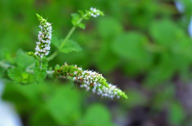 Güzel botanik fotoğrafı, doğal duvar kağıdı.