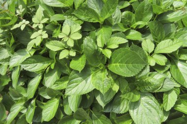 Taze yeşil yapraklar, doğa arka planı 