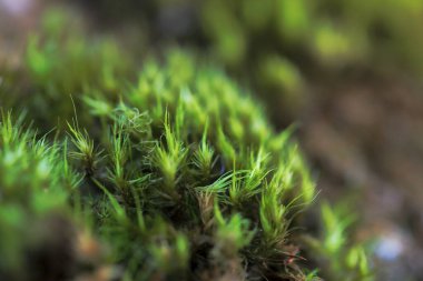 Ormanda yeşil yosun, doğa geçmişi
