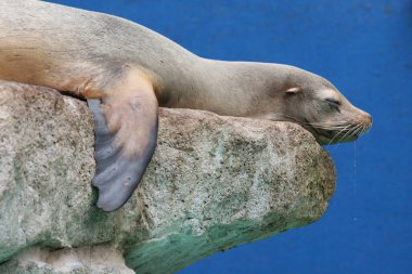 Kayaların üzerinde dinlenen sevimli deniz aslanının yan görüntüsü