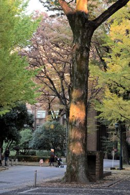 Japonya 'daki parkta güzel bir sonbahar manzarası