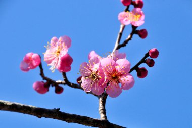 Güzel Pembe Bahar Çiçekleri 'nin yakın görüntüsü 