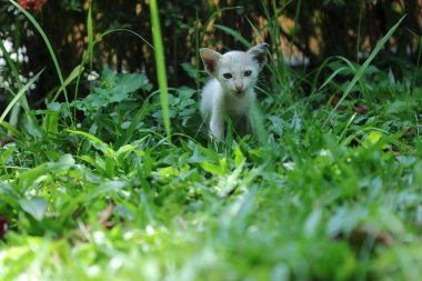 Çimenlerde oynayan küçük sevimli kedi yavrusu 