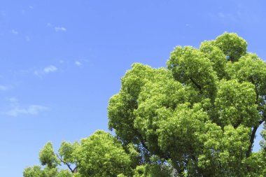 Gökyüzü arka planında yeşil ağaç