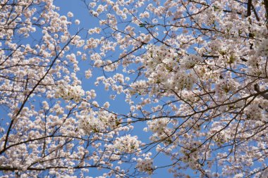 Beyaz sakura çiçekleri açıyor. 