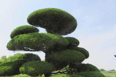 Yeşil bitkilerle Japon bahçesi 