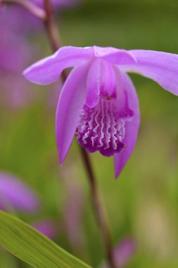Bahçedeki bir orkide çiçeğine yaklaş..