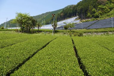 Bahçedeki yeşil çimenler