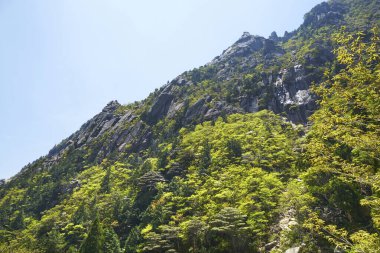 Yeşil orman ve ağaçlarla kaplı dağ manzarası 