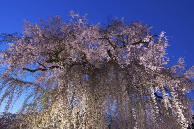 Beyaz sakura çiçekleri açıyor. 