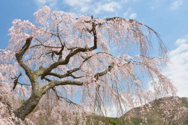 Japonya 'da pembe sakura çiçeği