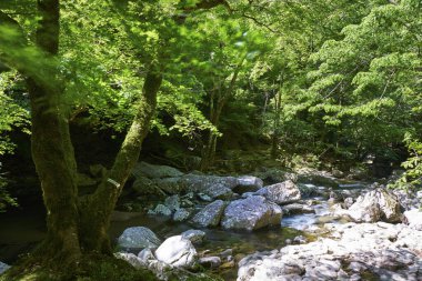 Ormandaki parlak dağ nehri