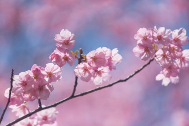 Bahçedeki güzel pembe sakura çiçekleri