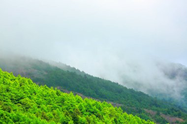 Taze yeşil dağ manzarası