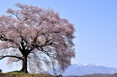 Japonya 'daki güzel pembe kiraz ağacı
