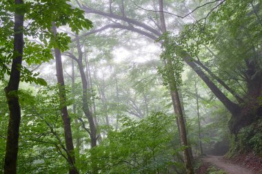 Güzel yeşil orman sabah     