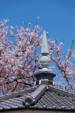 Japonya 'da kiraz çiçeği zamanı