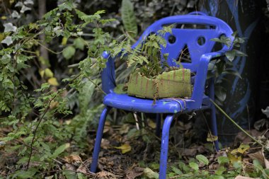 Bahçede yeşil bitkiler tutan mavi sandalye