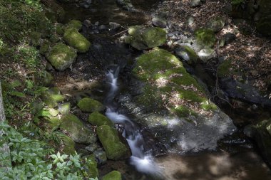 Ormanın içinden akan dere