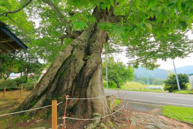 Yaz parkında büyük yaşlı bir ağaç