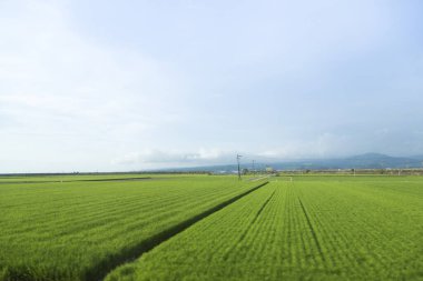 Mavi gökyüzü ile yeşil pirinç tarlası