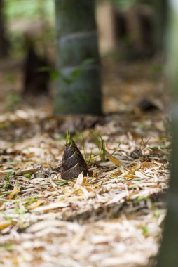 Japon ormanlarında yetişen bambu filizleri.