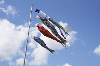 Koinobori, sazan balığı desenli, sazan biçimli rüzgâr çorapları geleneksel olarak Japonya 'da geleneksel olarak Tango no sekku' yu anmak için uçar, geleneksel bir takvim olayı olan Çocuk Günü (Kodomo no hi), Japonya 'da ulusal bir bayramdır.