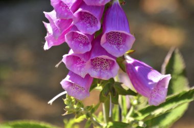Bahçedeki güzel çiçekler doğa arka planında