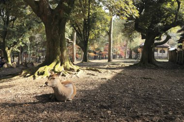 Japonya 'da Nara Parkı' nda geyik otlaması 