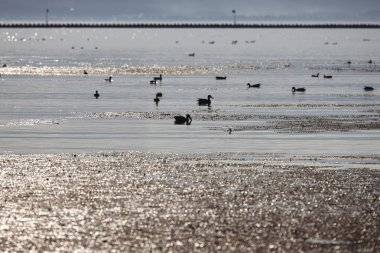 Gün batımında gölde bir kuş sürüsü 