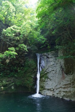 Ormanda, doğa arka planında güzel bir şelale