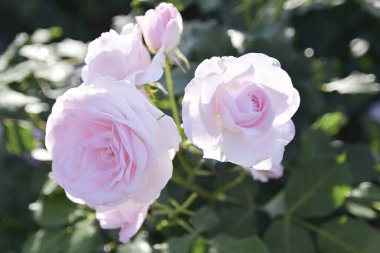 Bahçede açan güzel gül çiçekleri 