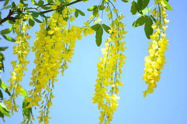 Ağaçtaki sarı çiçekler