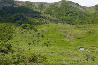 yeşil tarla ve mavi gökyüzü