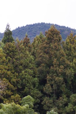 beautiful landscape with coniferous forest in mountains