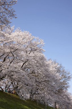 Beyaz sakura çiçekleri açıyor. 