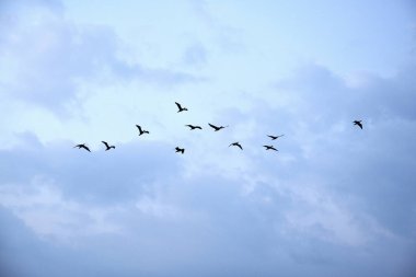 Bulutlu gökyüzünde uçan kuş sürüsü