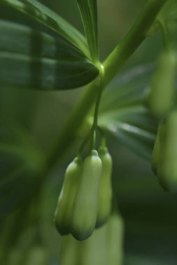 Yeşil tomurcuklar Polygonatum biflorum (Yumuşak Süleyman Mührü) çiçekleri