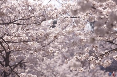 Bahçedeki güzel pembe sakura çiçekleri