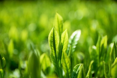 Yeşil çimen dokusu. Doğal arkaplan