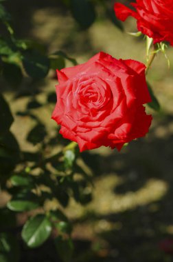 Bahçede kırmızı gül