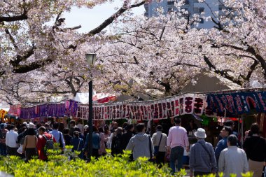 Japonya 'da kiraz çiçeği.