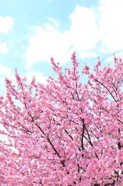 Japonya 'da Sakura çiçeği