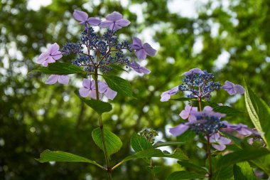 Ormandaki bir ağacın mavi çiçekleri