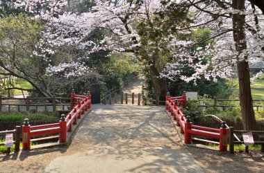 Sakura Nara Parkı 'nda.