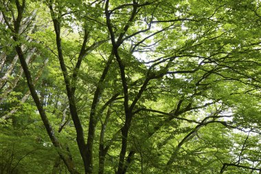Yeşil ağaçları ve ormanı olan güzel bir manzara.             