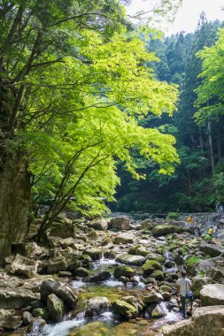 Yeşil ormandaki küçük nehrin manzarası 