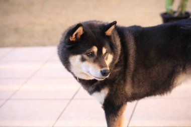 portrait of cute dog at home